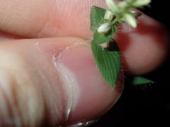 Leucopogon amplexicaulis