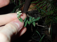 Leucopogon amplexicaulis