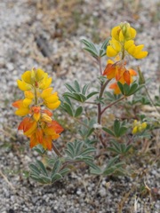 Lupinus citrinus citrinus