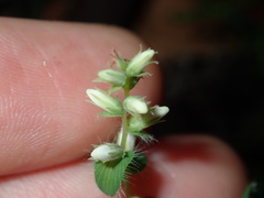 Leucopogon amplexicaulis