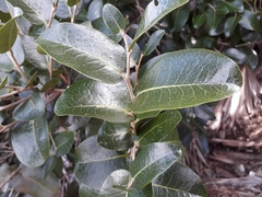 Diospyros egrettarum
