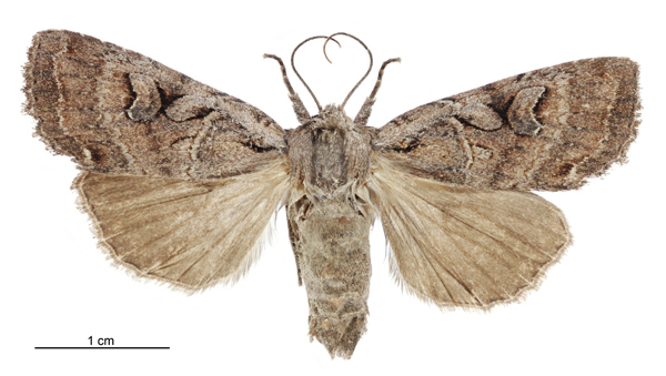Ichneutica olivea