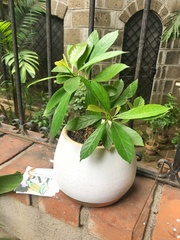 Dillenia sibuyanensis