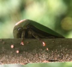 Hebetica sylviae