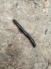 Pachyiulus oenologus