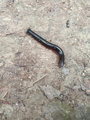 Pachyiulus oenologus