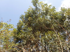 Euclea natalensis natalensis