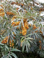 Hippophae rhamnoides
