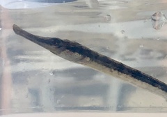 Syngnathus rostellatus