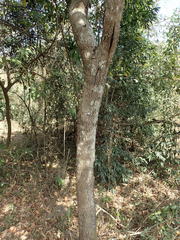 Euclea natalensis natalensis