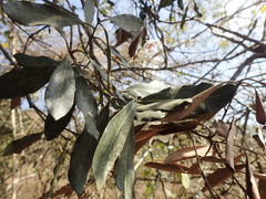 Euclea natalensis natalensis