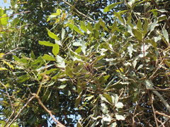 Euclea natalensis natalensis