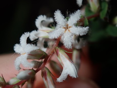 Leucopogon amplexicaulis
