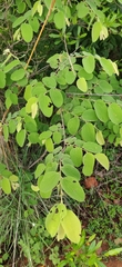 Grewia orbiculata