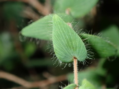 Leucopogon amplexicaulis