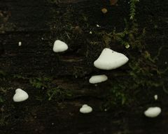 Conchomyces bursiformis