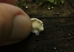 Conchomyces bursiformis