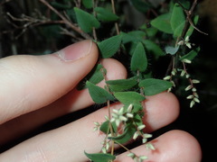 Leucopogon amplexicaulis
