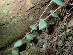 Leucopogon amplexicaulis