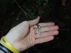 Leucopogon amplexicaulis