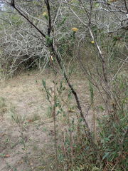 Lasiosiphon macropetalus