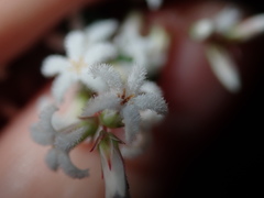 Leucopogon amplexicaulis