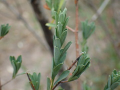 Lasiosiphon macropetalus