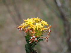 Lasiosiphon macropetalus