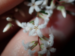 Leucopogon amplexicaulis
