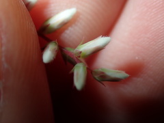 Leucopogon amplexicaulis