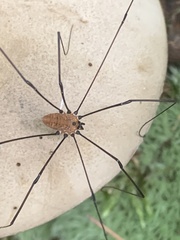Leiobunum nigropalpi
