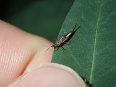 Idolothrips spectrum