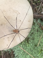 Leiobunum nigropalpi