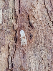Stenocotini