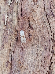 Stenocotini