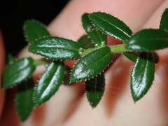 Phyllanthus hirtellus