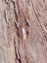 Stenocotini