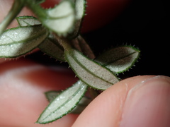 Phyllanthus hirtellus