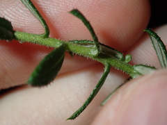 Phyllanthus hirtellus