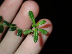 Phyllanthus hirtellus