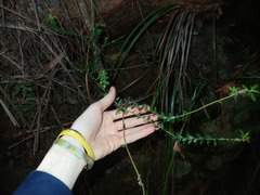 Phyllanthus hirtellus