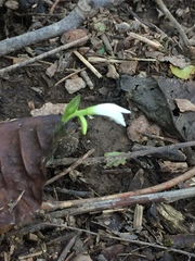 Triphora trianthophoros trianthophoros