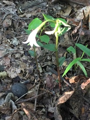 Triphora trianthophoros trianthophoros