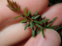 Micrantheum ericoides