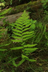 Coryphopteris simulata