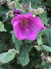 Malva × clementii