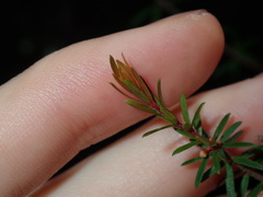 Micrantheum ericoides