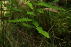Coryphopteris simulata