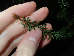 Micrantheum ericoides