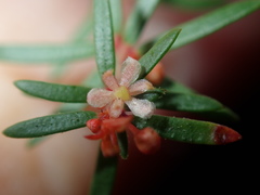 Micrantheum ericoides